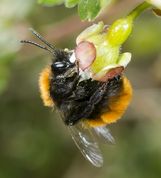 Rødpelset jordbi på stikkelsbærblomst