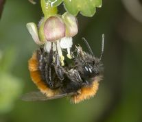 Rødpelset jordbi på stikkelsbærblomst