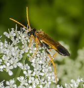 Bladhveps tenthredo campestris