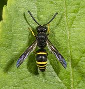 Gedehams - Odynerus spinipes