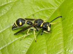 eumenes pedunculatus