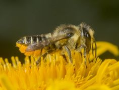 Rosenbladskærerbi