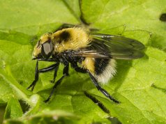 Foranderlig Humlesvirreflue
