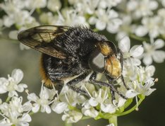 Foranderlig Humlesvirreflue på skvalderkål