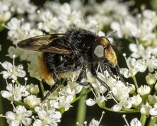 Foranderlig Humlesvirreflue