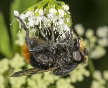 Foranderlig Humlesvirreflue på skvalderkål