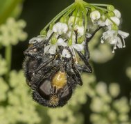 Foranderlig Humlesvirreflue på skvalderkål