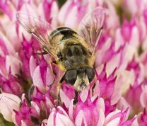 Almindelig dyndflue