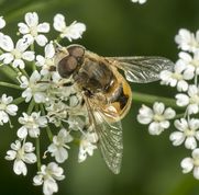 Almindelig dyndflue på skvalderkål