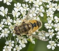 Almindelig dyndflue på skvalderkål