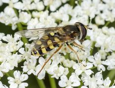 Almindelig marksvirreflue