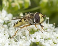 Almindelig marksvirreflue
