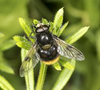 Foranderlig humlesvirreflue på burresnerre