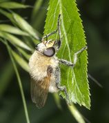 Foranderlig humlesvirreflue indsmurt i græspollen