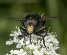 Foranderlig humlesvirreflue på vild kørvel