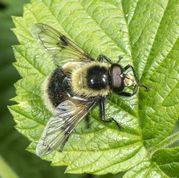 Foranderlig Humlesvirreflue