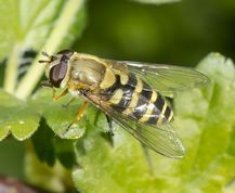 Almindelig havesvirreflue