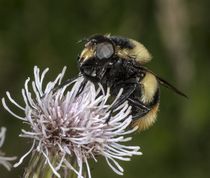 Foranderlig humlesvirreflue
