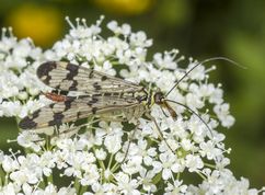 Almindelig skorpionflue hun på skvalderkål