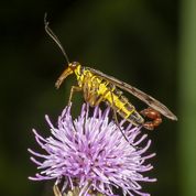 Almindelig skorpionflue han