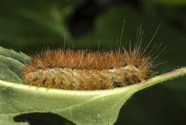 Gul tigerspinder larve