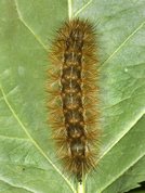 Gul tigerspinder larve