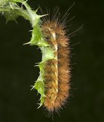 Gul tigerspinder larve