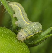 Haveugle larve fundet på tomatplante i drivhus 