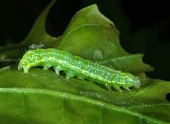 Orthosia cruda - Small Quaker larvae