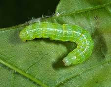 Orthosia cruda - Small Quaker larvae