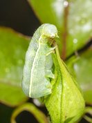 Orthosia cerasi - Common Quaker larvae
