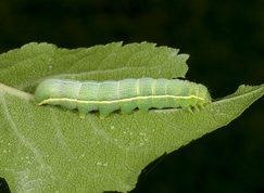 Orthosia cerasi - Common Quaker larvae