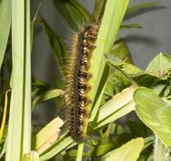 Græsspinder larve