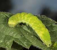 Agatugle larve