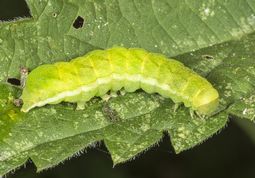 Agatugle larve
