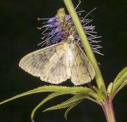 Perlemor halvmøl