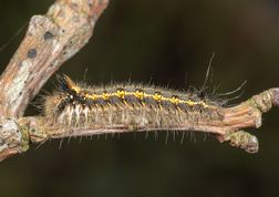 Græsspinder larve