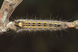 Græsspinder larve