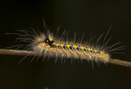 Græsspinder larve