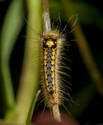 Græsspinder larve