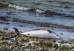 Dødt marsvin på Havnsø strand